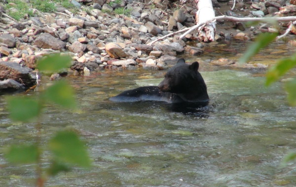 BEARS IN GLACIER PARK