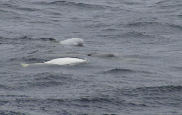 WHALES – TADOUSSAC