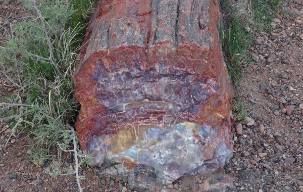 PETRIFIED FOREST