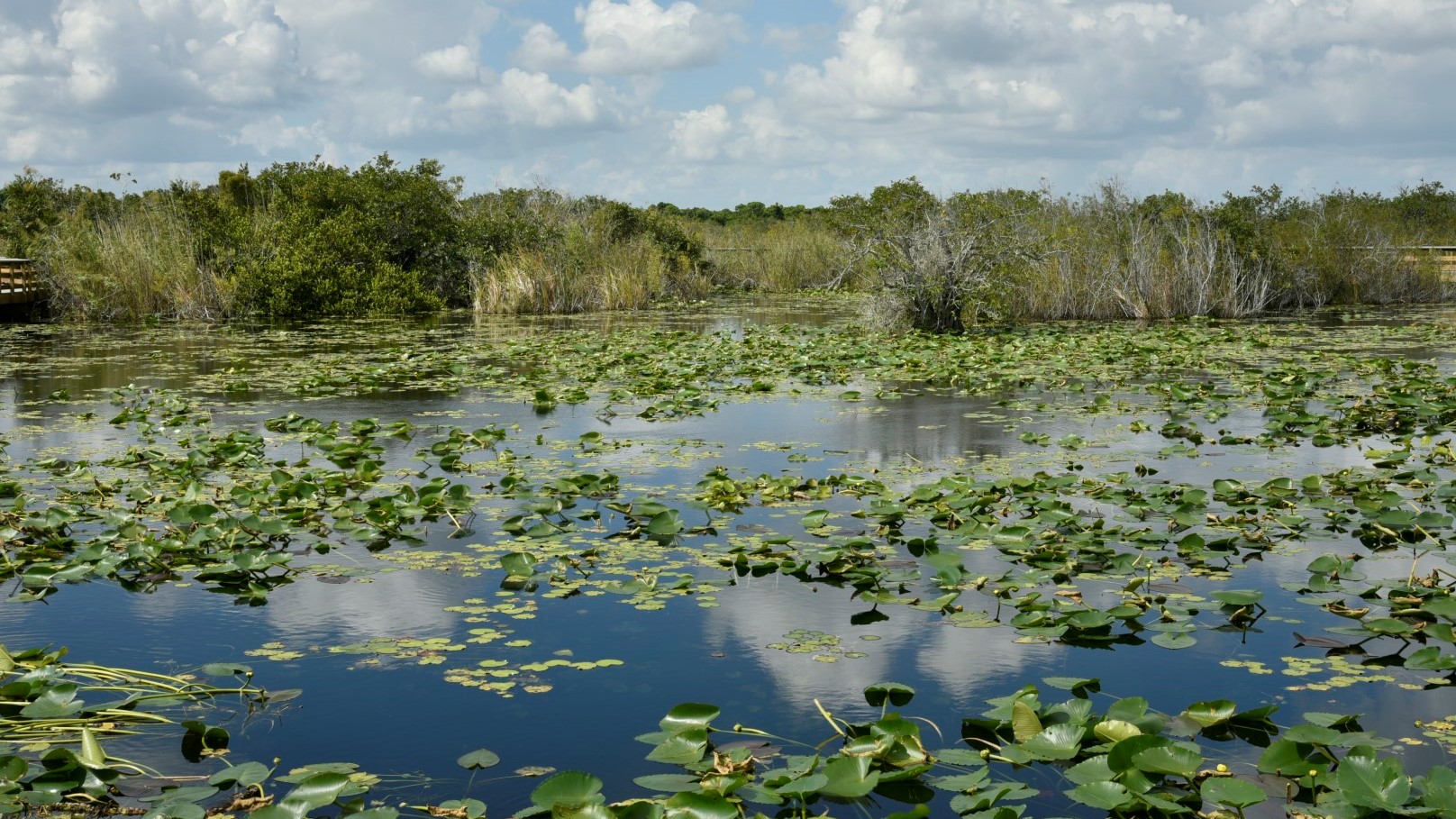 EVERGLADES NATIONAL PARK, USA