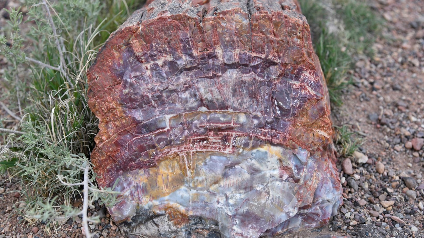 PETRIFIED FOREST NATIONAL PARK, USA