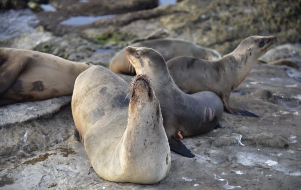 LA JOLLA COVE – SEA LIONS